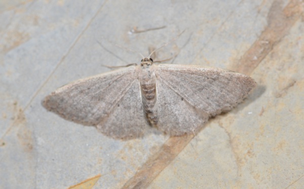 Scopula minorata o virgulata (Geometridae)